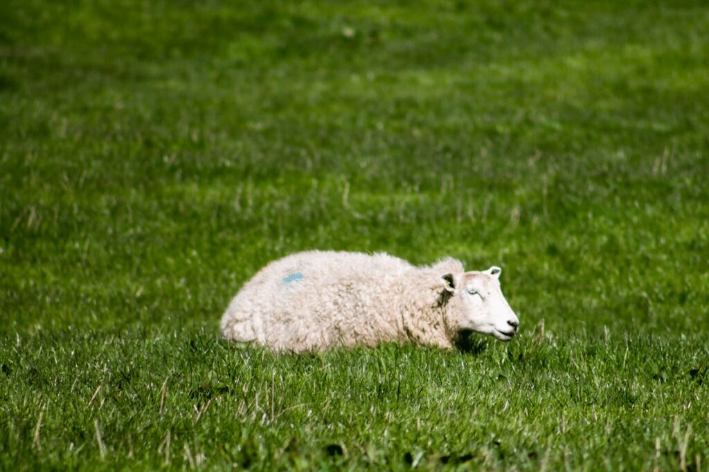 moutons dormir