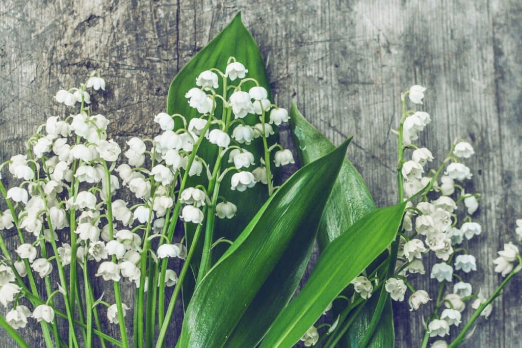 muguet