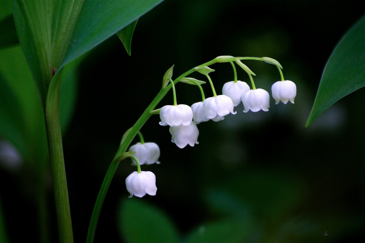 muguet 1er mai