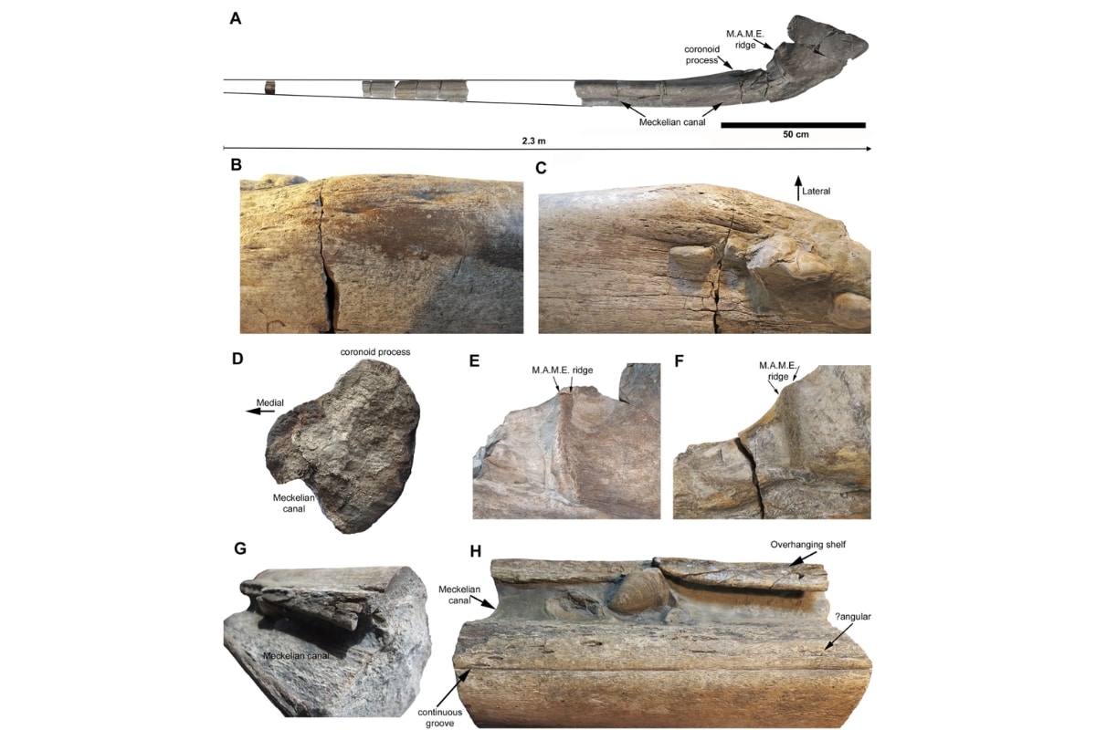 os Ichthyotitan severensis